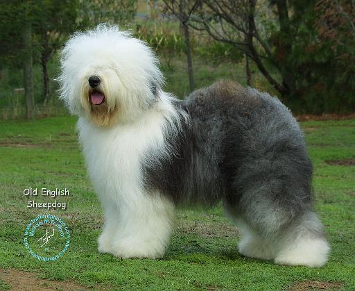 Old English Sheepdog 9F054D-17.JPG